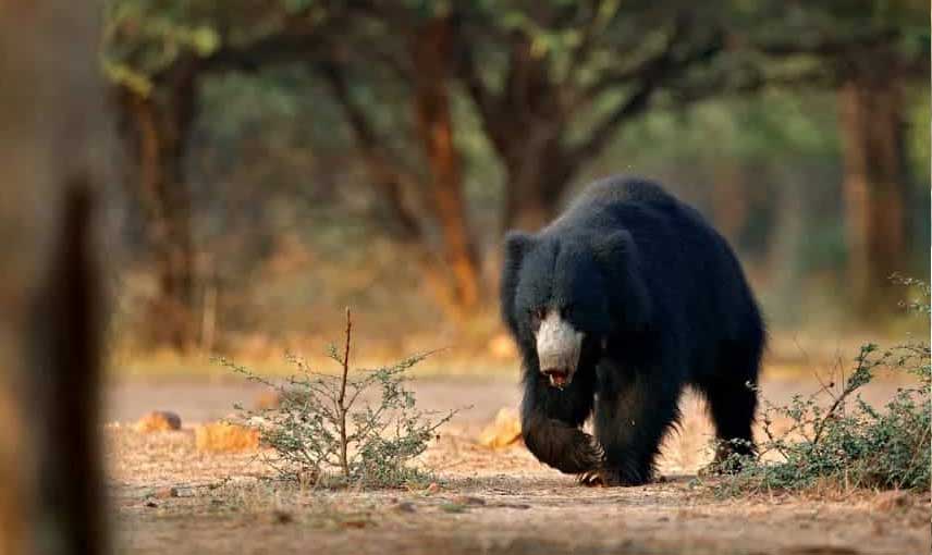 Agra Bear Rescue Facility