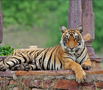 Day Trips from Jaipur to Ranthambore National Park