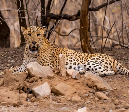 Jhalana Leopard Safari 