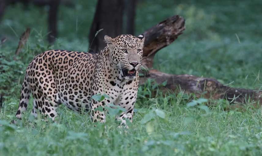 Jhalana Leopard Safari Park