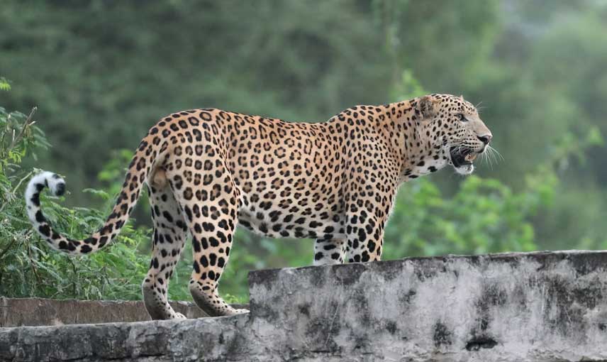 Jhalana Leopard Safari