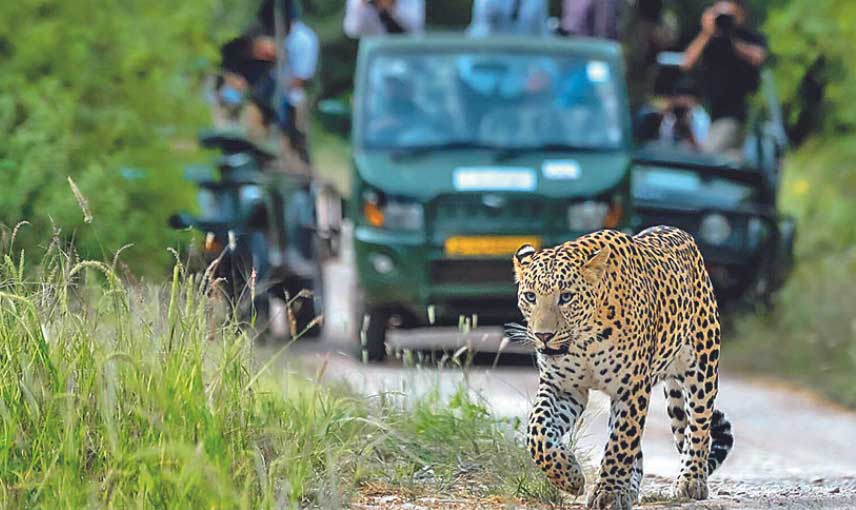 Jaipur Wildlife Safari