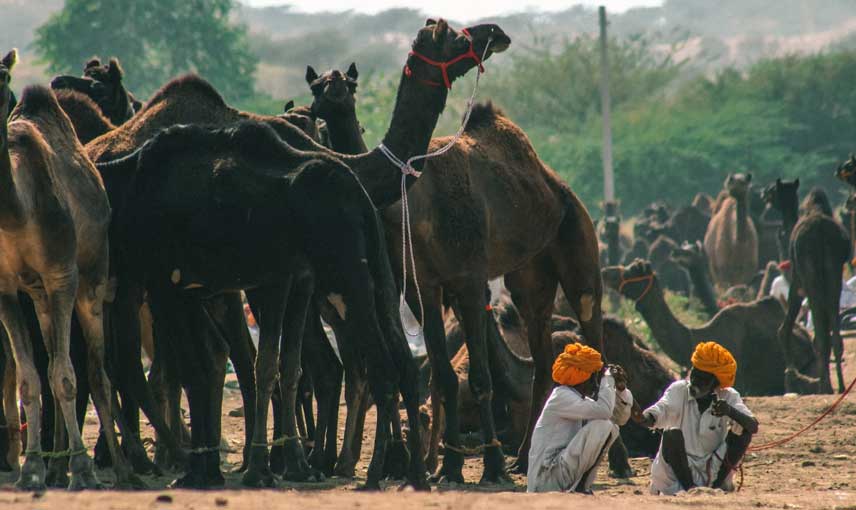 Rajasthan Cultural Experience