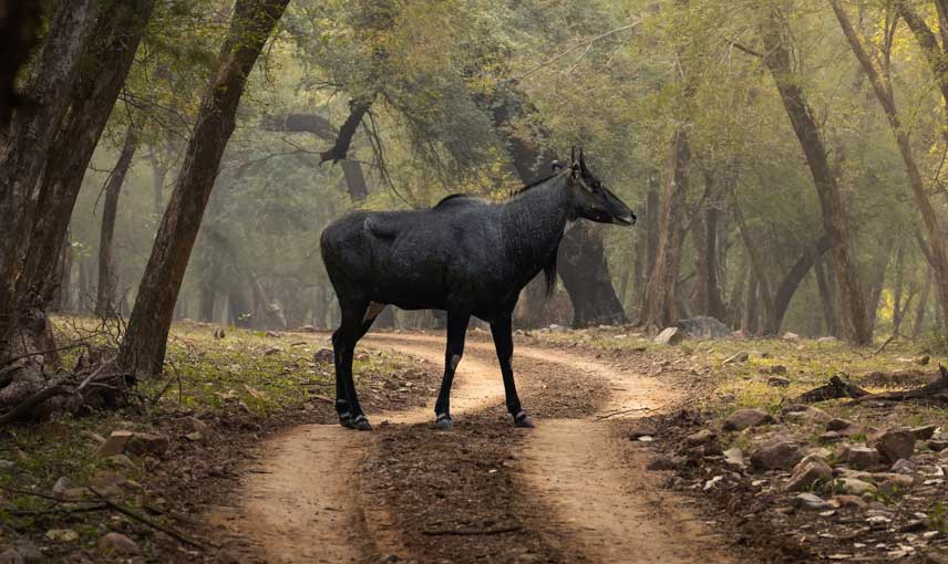 Day tour from Jaipur