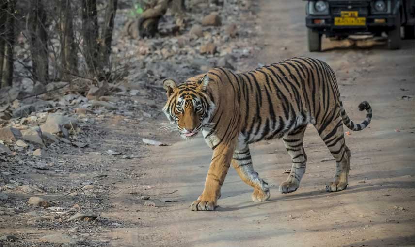 Jaipur Ranthambore day trip