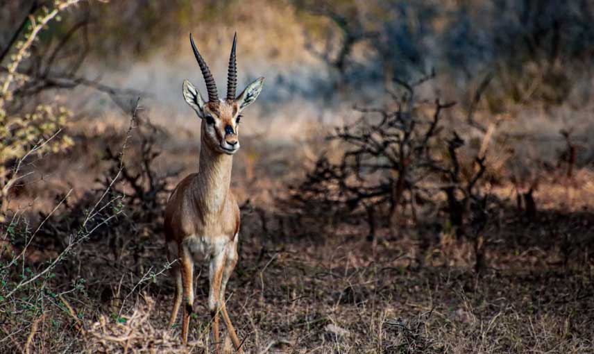 Wildlife safari Rajasthan